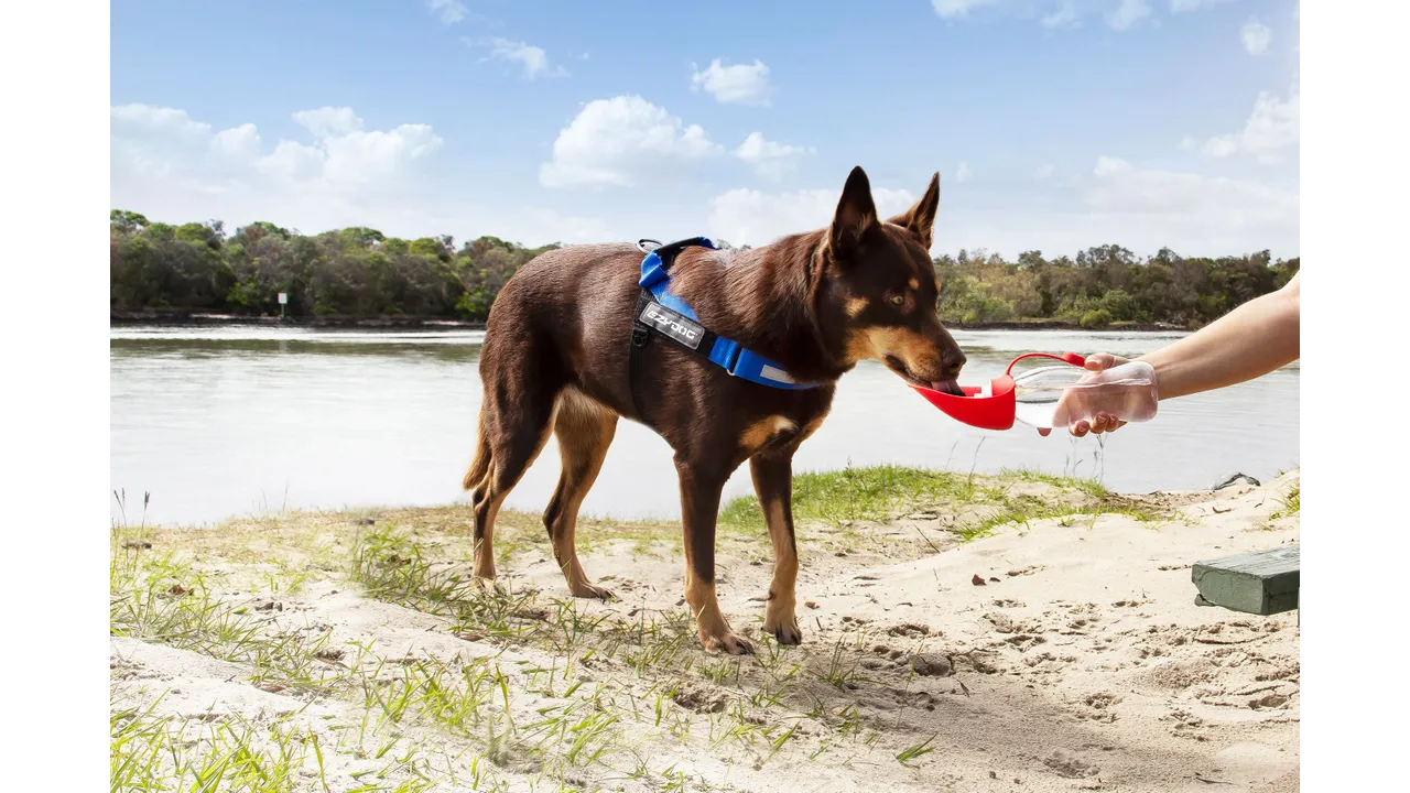 EzyDog Leaf Bottle Red