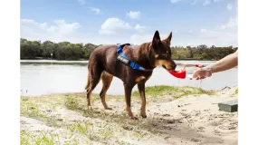 EzyDog Leaf Bottle Red